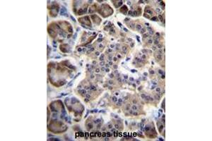 RPL15 Antibody (N-term) immunohistochemistry analysis in formalin fixed and paraffin embedded human pancreas tissue followed by peroxidase conjugation of the secondary antibody and DAB staining. (RPL15 anticorps  (N-Term))