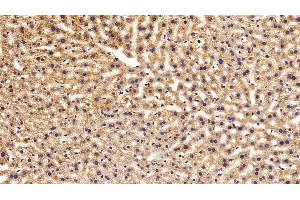 Detection of APOC1 in Mouse Liver Tissue using Polyclonal Antibody to Apolipoprotein C1 (APOC1)