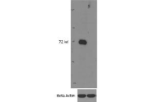 (ABIN308416) (0. (IRAK3 anticorps  (Internal Region))