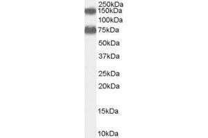 ABIN2560911 (0. (Acox2 anticorps  (Internal Region))