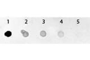 Dot Blot of GFP Antibody Alkaline Phosphatase Conjugated. (GFP anticorps  (Alkaline Phosphatase (AP)))