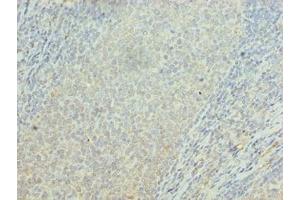 Immunohistochemistry of paraffin-embedded human tonsil tissue using ABIN7162399 at dilution of 1:100