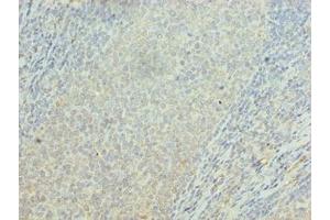Immunohistochemistry of paraffin-embedded human tonsil tissue using ABIN7162399 at dilution of 1:100 (OSBPL2 anticorps  (AA 251-480))