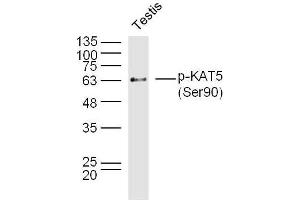 Mouse testis lysates probed with KAT5 (Ser90) Polyclonal Antibody, Unconjugated  at 1:300 overnight at 4˚C. (KAT5 anticorps  (pSer90))