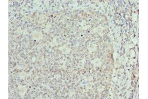 Immunohistochemistry of paraffin-embedded human tonsil tissue using ABIN7152086 at dilution of 1:100 (ELF1 anticorps  (AA 1-210))