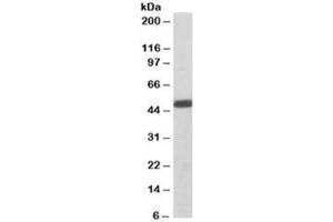 Western blot of mouse spleen lysate with CSK antibody at 1ug/ml. (CSK anticorps)