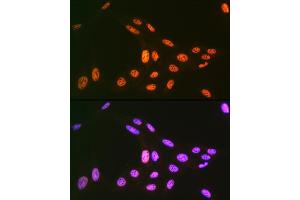 Immunofluorescence analysis of U-2 OS cells using PRP19 Rabbit mAb (ABIN7269505) at dilution of 1:100 (40x lens). (PRP19 anticorps)