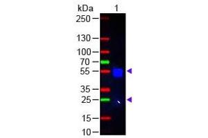 Western Blot Rabbit IgG (H&L) Antibody 488 Conjugated Pre-Adsorbed Western Blot of Donkey anti-Rabbit IgG (H&L) Antibody 488 Conjugated Pre-Adsorbed Lane 1: Rabbit IgG Load: 50 ng per lane Secondary antibody: Rabbit IgG (H&L) Antibody 488 Conjugated Pre-Adsorbed at 1:1,000 for 60 min at RT Block: ABIN925618 for 30 min at RT Predicted/Observed size: 55 and 28 kDa, 55 and 28 kDa (Âne anti-Lapin IgG Anticorps (DyLight 488) - Preadsorbed)