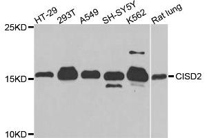 Western blot analysis of extracts of various cell lines, using CISD2 antibody (ABIN5973017) at 1/1000 dilution.