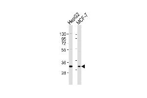 All lanes : Anti-DBP Antibody (C-term) at 1:2000 dilution Lane 1: HepG2 whole cell lysates Lane 2: MCF-7 whole cell lysates Lysates/proteins at 20 μg per lane. (DBP anticorps  (C-Term))