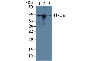 Figure. (HLA-C anticorps  (AA 48-305))