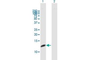 Western Blot analysis of RPA3 expression in transfected 293T cell line by RPA3 MaxPab polyclonal antibody. (RPA3 anticorps  (AA 1-121))