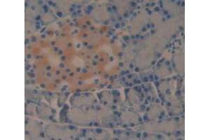 IHC-P analysis of Rat Tissue, with DAB staining. (PNLIP anticorps  (AA 47-280))