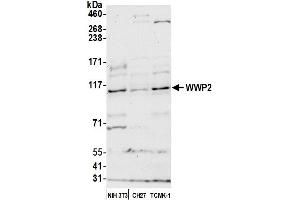 Western Blotting (WB) image for anti-WW Domain Containing E3 Ubiquitin Protein Ligase 2 (WWP2) (AA 200-250) antibody (ABIN7450909) (WWP2 anticorps  (AA 200-250))