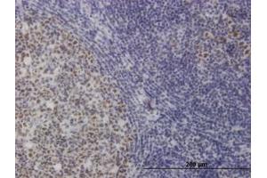 Image no. 1 for anti-Target of EGR1, Member 1 (Nuclear) (TOE1) (AA 1-511) antibody (ABIN599318) (TOE1 anticorps  (AA 1-511))