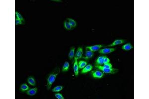 Immunofluorescent analysis of HepG2 cells using ABIN7162175 at dilution of 1:100 and Alexa Fluor 488-congugated AffiniPure Goat Anti-Rabbit IgG(H+L)