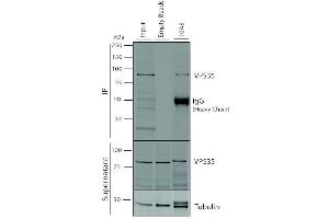 Immunoprecipitation analysis using Mouse Anti-VPS35 Monoclonal Antibody, Clone 10A8 (ABIN6932981). (VPS35 anticorps  (Atto 390))