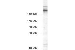 dilution: 1 : 1000, sample: crude synaptic vesicle fraction of rat brain (LP2) (SNAP91 anticorps  (AA 279-297))