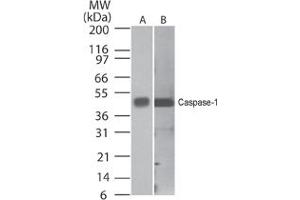 Caspase-1 Western Blot. (Caspase 1 anticorps  (C-Term))