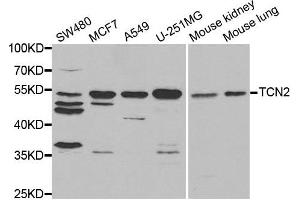 Western blot analysis of extracts of various cell lines, using TCN2 antibody. (TCN2 anticorps)