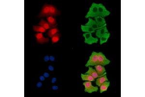 ABIN7096434 and ABIN7100498 staining HepG2 cells by IF/ICC. (KLF3 anticorps)
