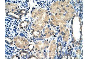 Image no. 1 for anti-Aryl Hydrocarbon Receptor Interacting Protein (AIP) (AA 101-150) antibody (ABIN202262)