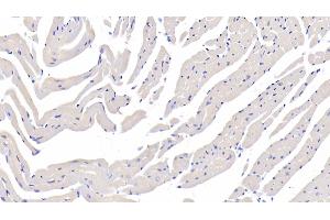 Detection of FUCa1 in Mouse Cardiac Muscle Tissue using Polyclonal Antibody to Fucosidase Alpha L1, Tissue (FUCa1)