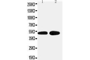 Anti-alpha 2a Adrenergic Receptor antibody, Western blotting Lane 1: HELA Cell Lysate Lane 2: PANC Cell Lysate