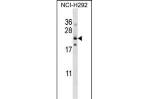 FOLR3 Antibody (N-term) (ABIN657540 and ABIN2846555) western blot analysis in NCI- cell line lysates (35 μg/lane). (FOLR3 anticorps  (N-Term))