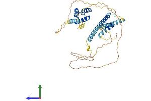 AlphaFold protein structure predicition of Human Recombinant MEIS1 Protein, UniprotID O00470