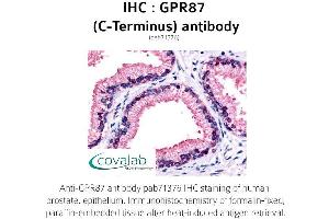 Image no. 1 for anti-G Protein-Coupled Receptor 87 (GPR87) (C-Term) antibody (ABIN1735185)