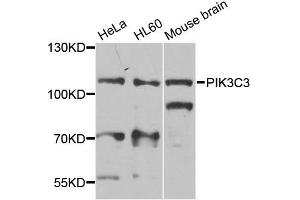 Western blot analysis of extracts of various cell lines, using PIK3C3 antibody (ABIN5974624) at 1/1000 dilution.