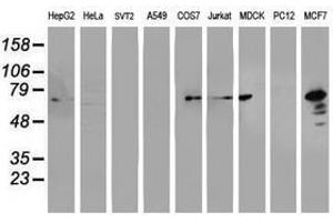Image no. 3 for anti-Protein Disulfide Isomerase Family A, Member 4 (PDIA4) antibody (ABIN1500108) (PDIA4 anticorps)
