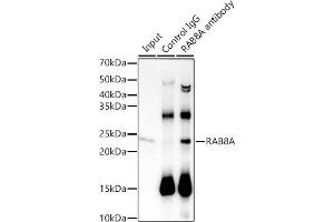 anti-RAB8A, Member RAS Oncogene Family (RAB8A) antibody
