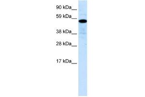 WB Suggested Anti-ZNF426 Antibody Titration:  0. (ZNF426 anticorps  (N-Term))
