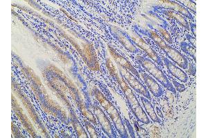 ABIN6277691 at 1/100 staining rat Intestinal tissue sections by IHC-P. (Ephrin B2 anticorps  (C-Term))