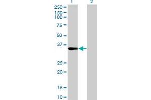 Western Blot analysis of FRG1 expression in transfected 293T cell line by FRG1 MaxPab rabbit polyclonal antibody. (FRG1 anticorps  (AA 1-258))