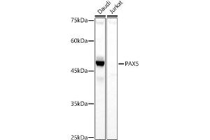 Western blot analysis of extracts of various cell lines, using P antibody (ABIN3017306, ABIN3017307, ABIN3017308 and ABIN6220031) at 1:1000 dilution. (PAX5 anticorps  (AA 150-300))