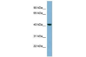 PLEKHA9 antibody used at 1 ug/ml to detect target protein.