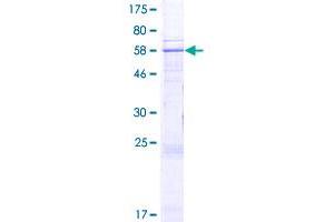 Image no. 1 for DDB1 and CUL4 Associated Factor 5 (DCAF5) (AA 1-326) protein (GST tag) (ABIN1325213)
