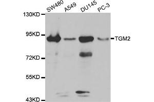 Western blot analysis of extracts of various cell lines, using TGM2 antibody (ABIN5970369) at 1:300 dilution.