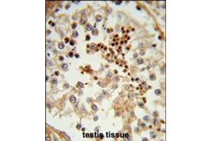 Formalin-fixed and paraffin-embedded human testis tissue reacted with HSPA4L Antibody , which was peroxidase-conjugated to the secondary antibody, followed by DAB staining. (HSPA4L anticorps  (C-Term))
