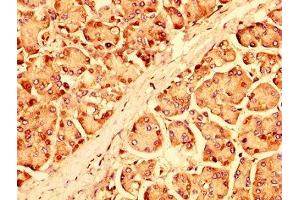 IHC image of ABIN7151293 diluted at 1:500 and staining in paraffin-embedded human pancreatic tissue performed on a Leica BondTM system. (UBR1 anticorps  (AA 722-862))