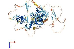 AlphaFold protein structure predicition of Mouse Recombinant Nedd4 Protein, UniprotID P46935