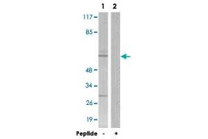 Western blot analysis of extracts from COS-7 cells, using NR4A1 polyclonal antibody . (NR4A1 anticorps)
