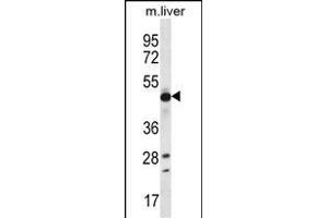 EEF1A2 Antibody (C-term) (ABIN656488 and ABIN2845765) western blot analysis in mouse liver tissue lysates (35 μg/lane). (EEF1A2 anticorps  (C-Term))