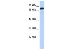 Image no. 1 for anti-Zinc Finger Protein 221 (ZNF221) (AA 108-157) antibody (ABIN6740445) (ZNF221 anticorps  (AA 108-157))