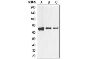 Western blot analysis of CD271 expression in HEK293 (A), Raw264. (NGFR anticorps  (Center))