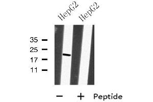 Western blot analysis of MRPS28 using HepG2 whole cell lysates