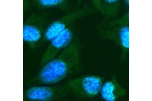 IF analysis of FGF10 using anti-FGF10 antibody (ABIN7601536). (FGF10 anticorps  (AA 38-208))